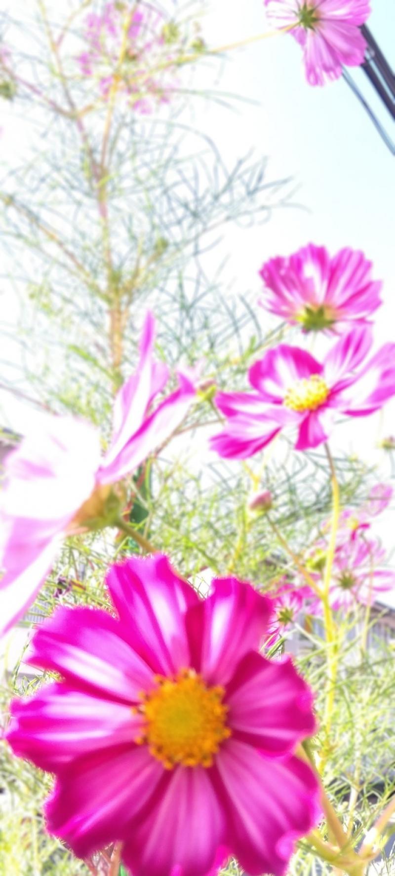 出品者名-写真-1